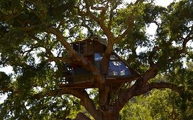 Tree House Da Lage